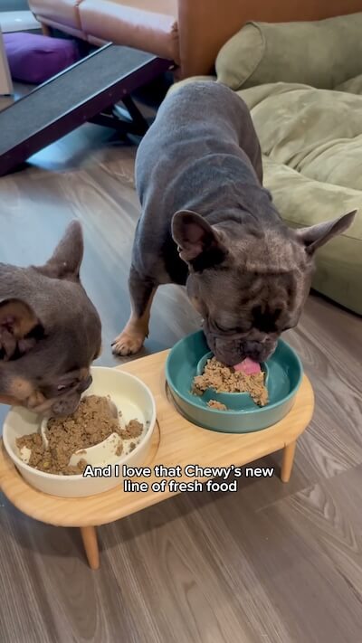 An update from @mybenjipooch