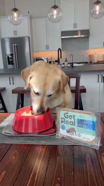 An update from @magnusthetherapydog