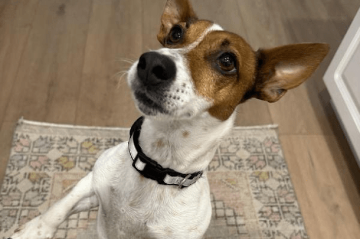 Amy's dog