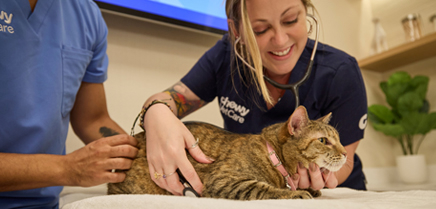 An exam room with a veterinary professional talking to a pet parent about their dog